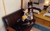 鸡教练  胡桃 Cosplay 土御门胡桃の阴阳术异世界召唤 [1V/1.08G]