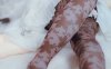 奶昔绵冰 – 永恒花园 [31P+1V/182MB]